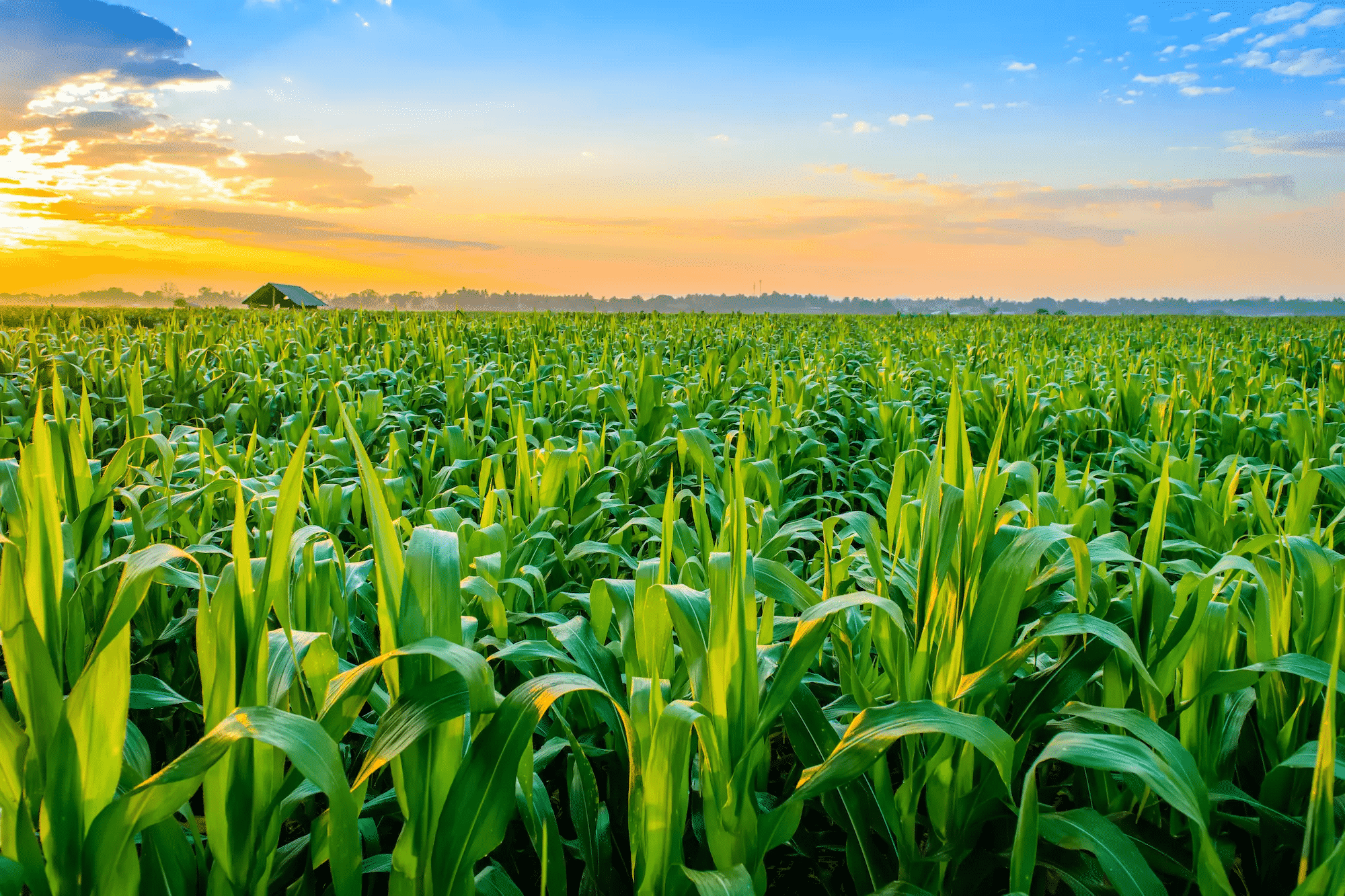 Corn ETF Top 3 to Invest and Earn in 2022 ETFHead